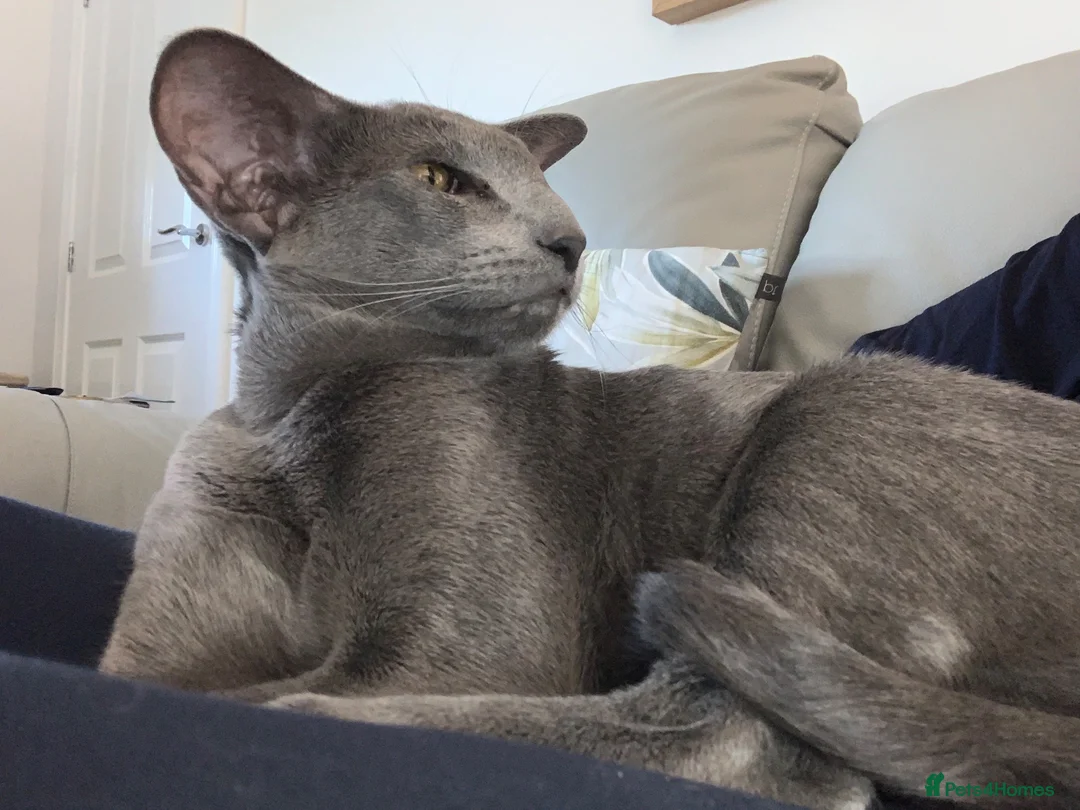 Oriental cats for sale: Stunning Blue 1yr Old Spayed Girl - Advert 2