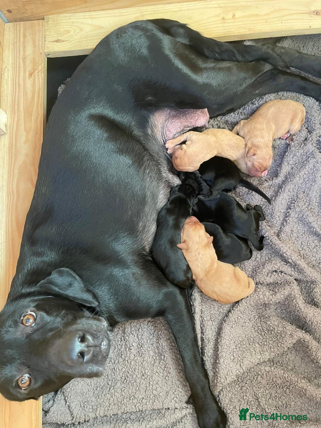 Labrador Retriever dogs for sale: 7 beautiful Labrador puppies red and black  - Advert 2