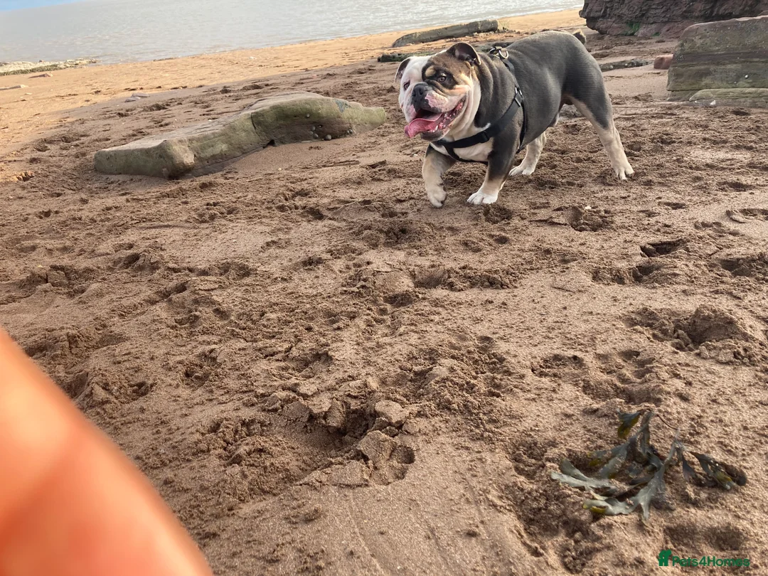 English Bulldog dogs for sale: English Bulldog looking for a loving forever home - Advert 8