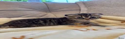 Mixed Breed cats for sale: Siberian x Scottish Folded Kittens - Advert 15
