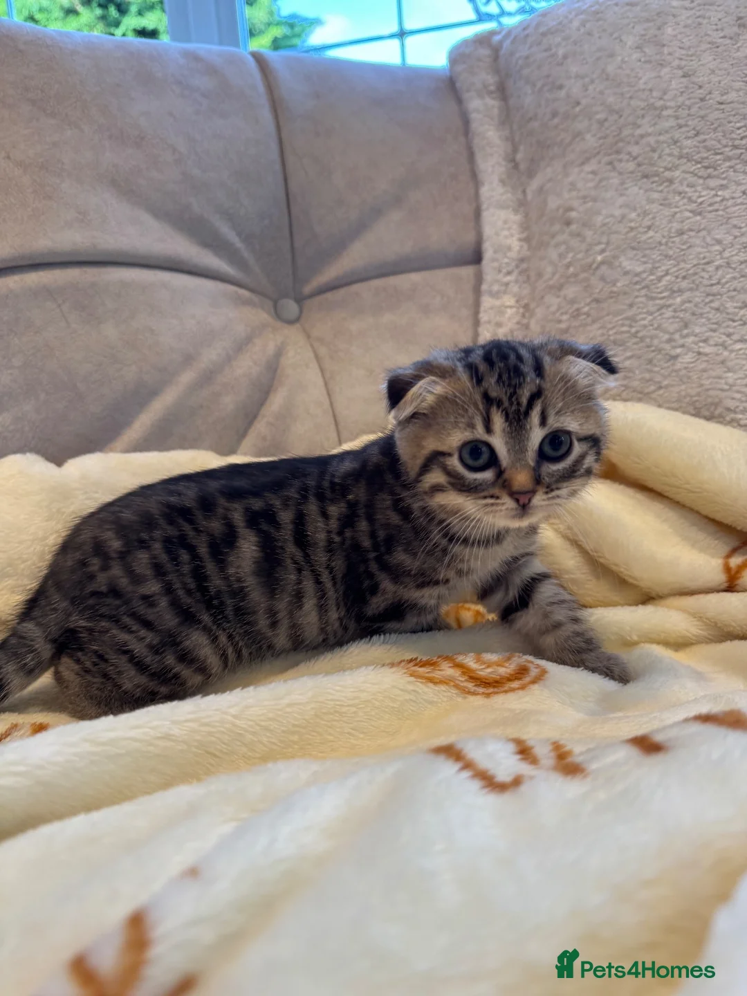 Mixed Breed cats for sale: Siberian x Scottish Folded Kittens - Advert 15