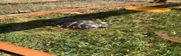 Tortoise reptiles for sale: 2 Female Tortoise in Nantwich - Advert 2