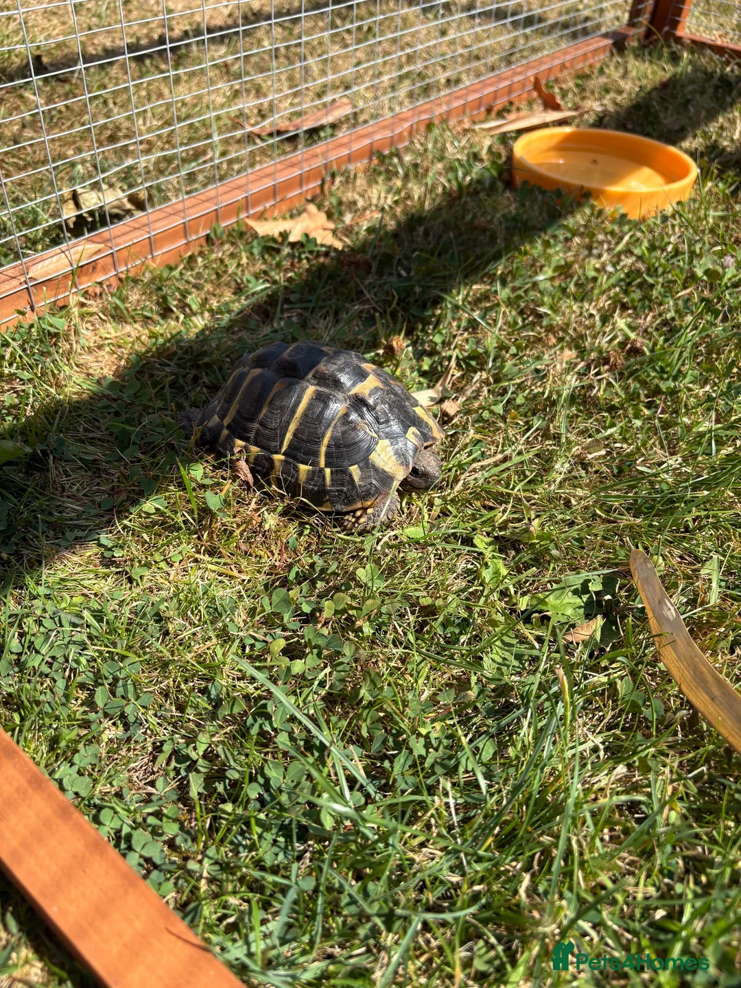 Tortoise reptiles for sale: 2 Female Tortoise in Nantwich - Advert 2