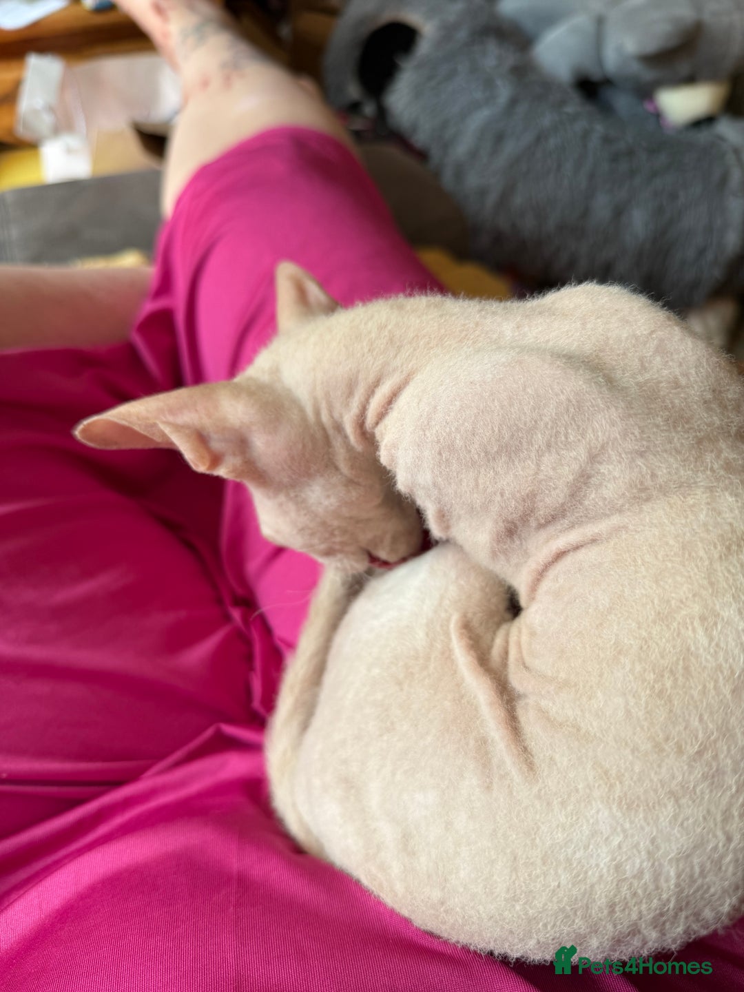 Sphynx cats for sale: Sphynx girls beautiful loving babies - Image 5