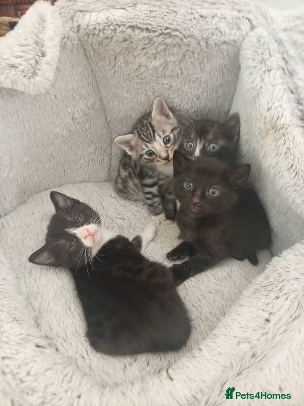 Bengal cats Bengal mix - Advert 15