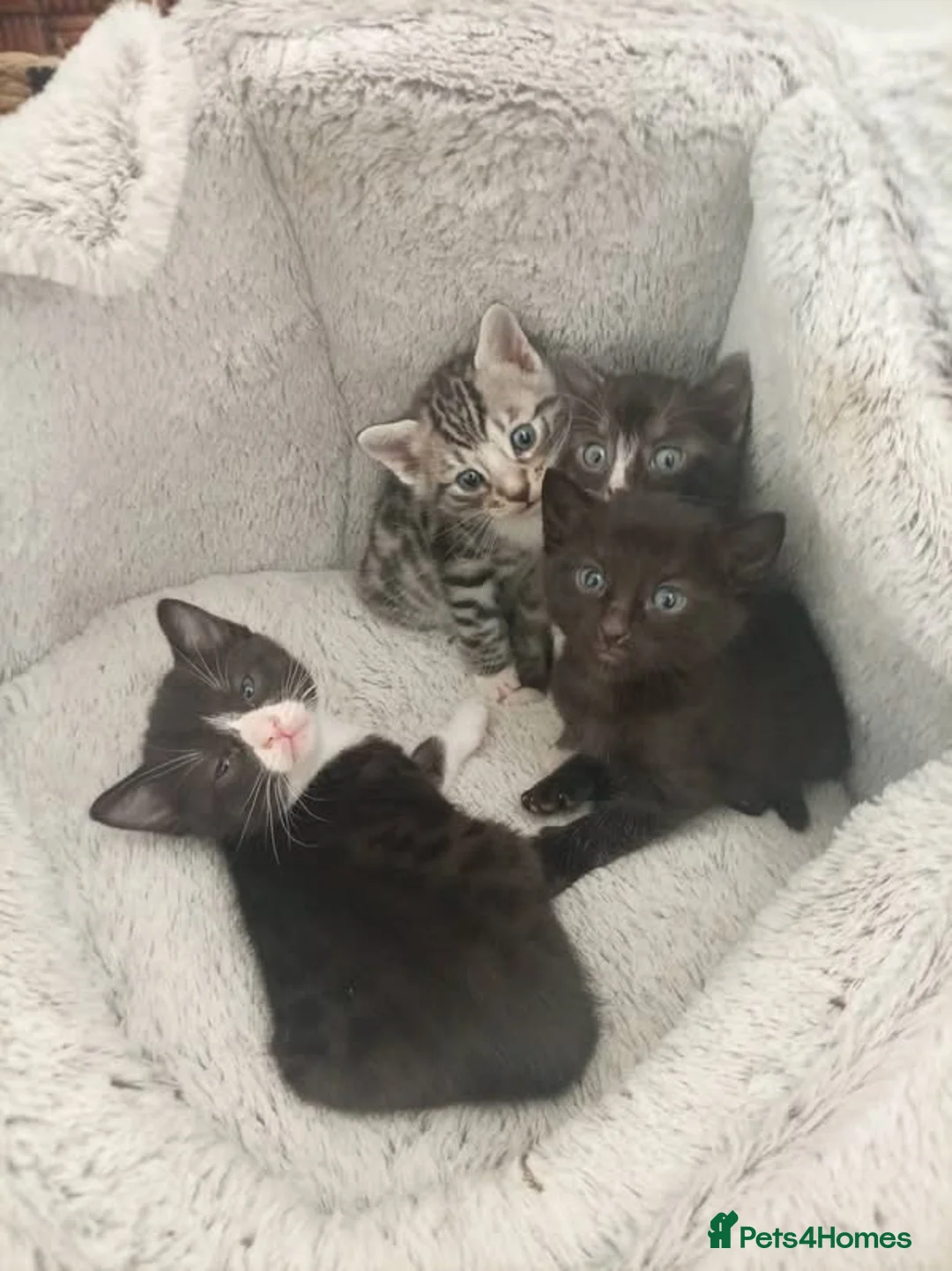 Bengal cats for sale: Bengal mix in Sunderland - Advert 1