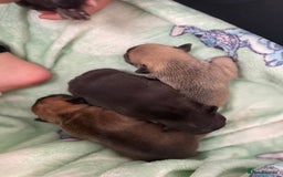 French Bulldog dogs for sale: French bull dog puppies  - Image 4