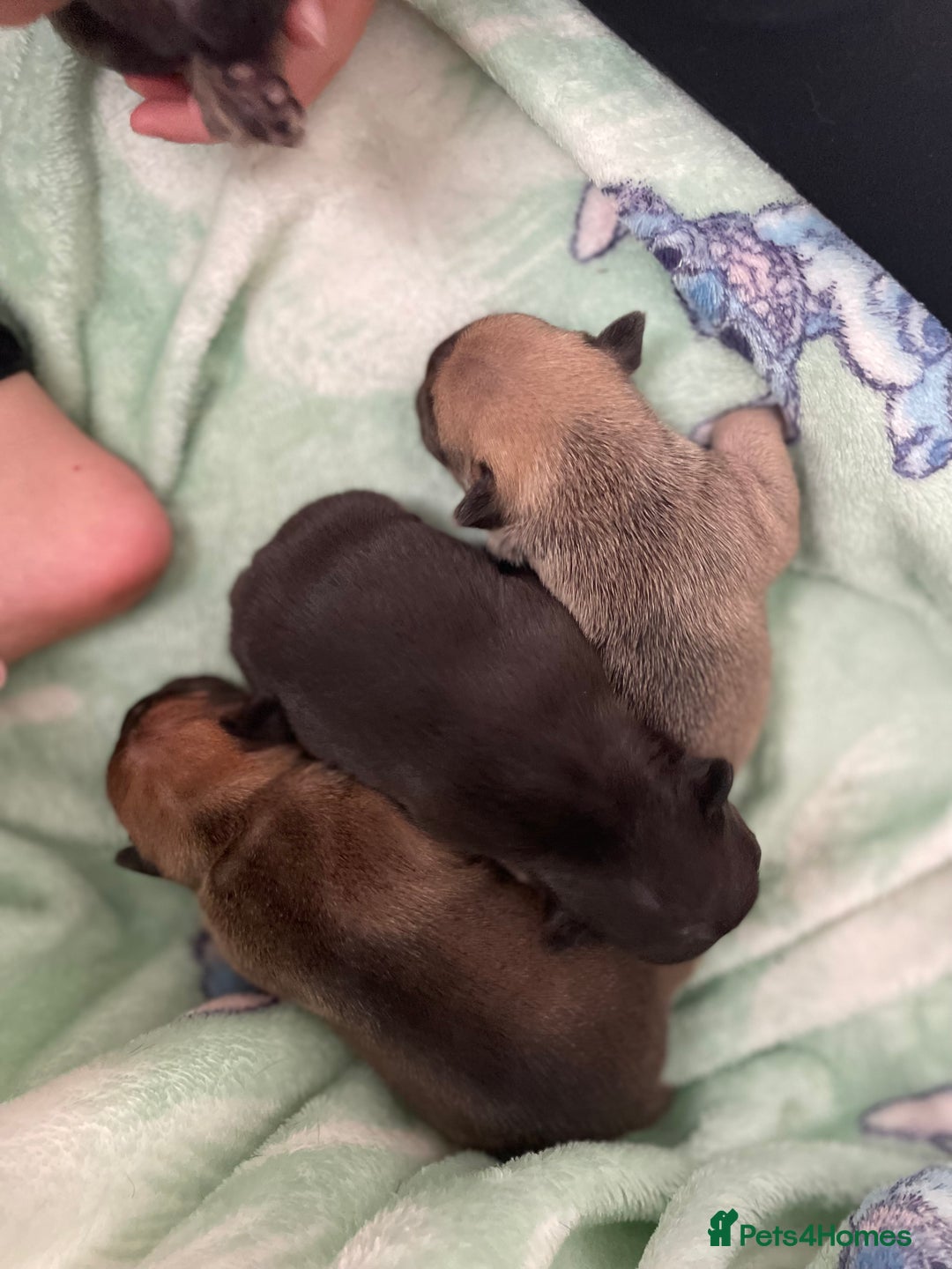 French Bulldog dogs for sale: French bull dog puppies  - Image 4