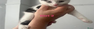 Domestic Shorthair 4
