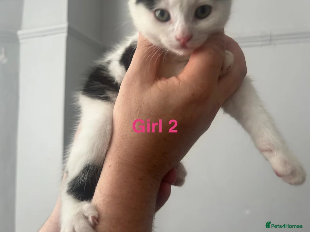 Domestic Shorthair cats for sale: Four beautiful 8 week old kittens for sale - Advert 2