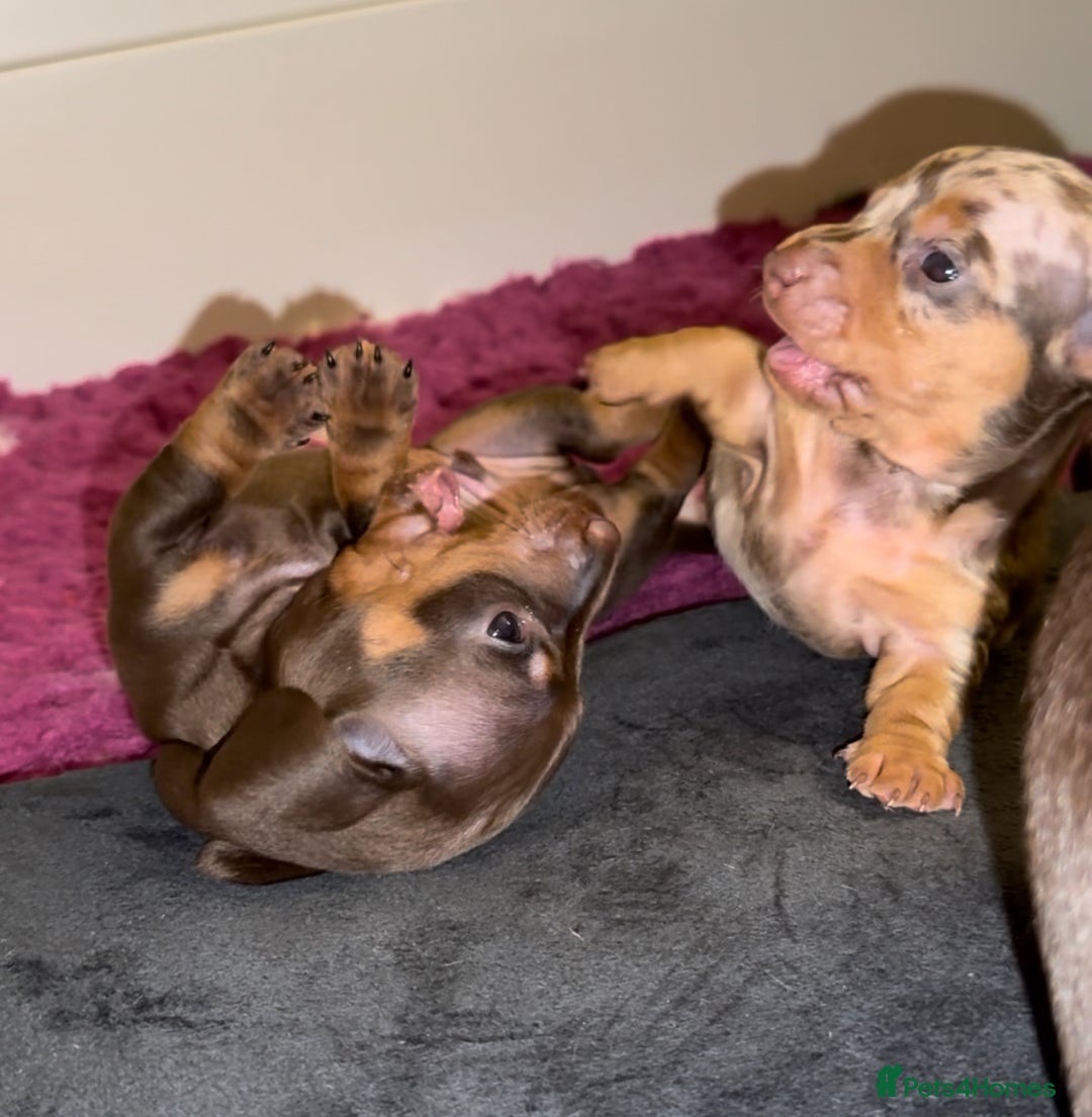 Miniature Dachshund dogs for sale: 🐾🌟KC Reg Miniature Dachshund Puppies🌟🐾 - Advert 8