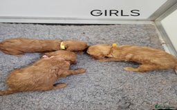 Goldendoodle dogs for sale: Miniature Goldendoodles  - Image 8