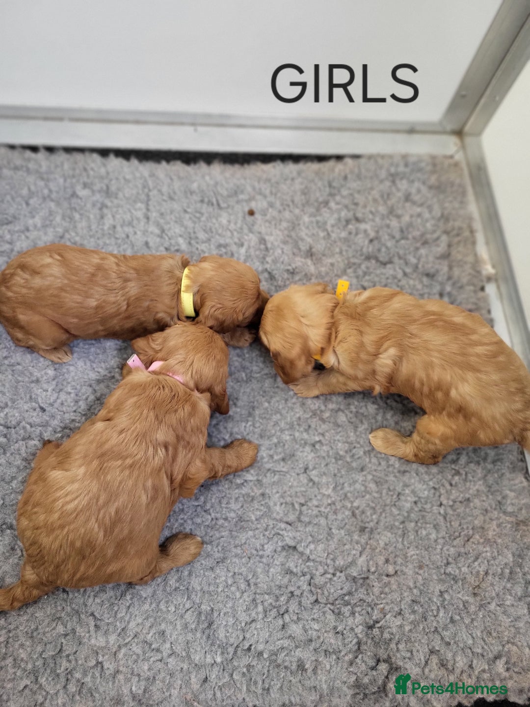 Goldendoodle dogs for sale: Miniature Goldendoodles  - Image 8