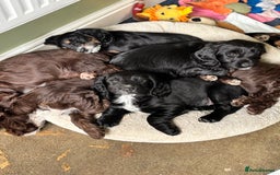 Cockapoo dogs for sale: My beautiful Cockapoo babies Ready Now  - Image 1