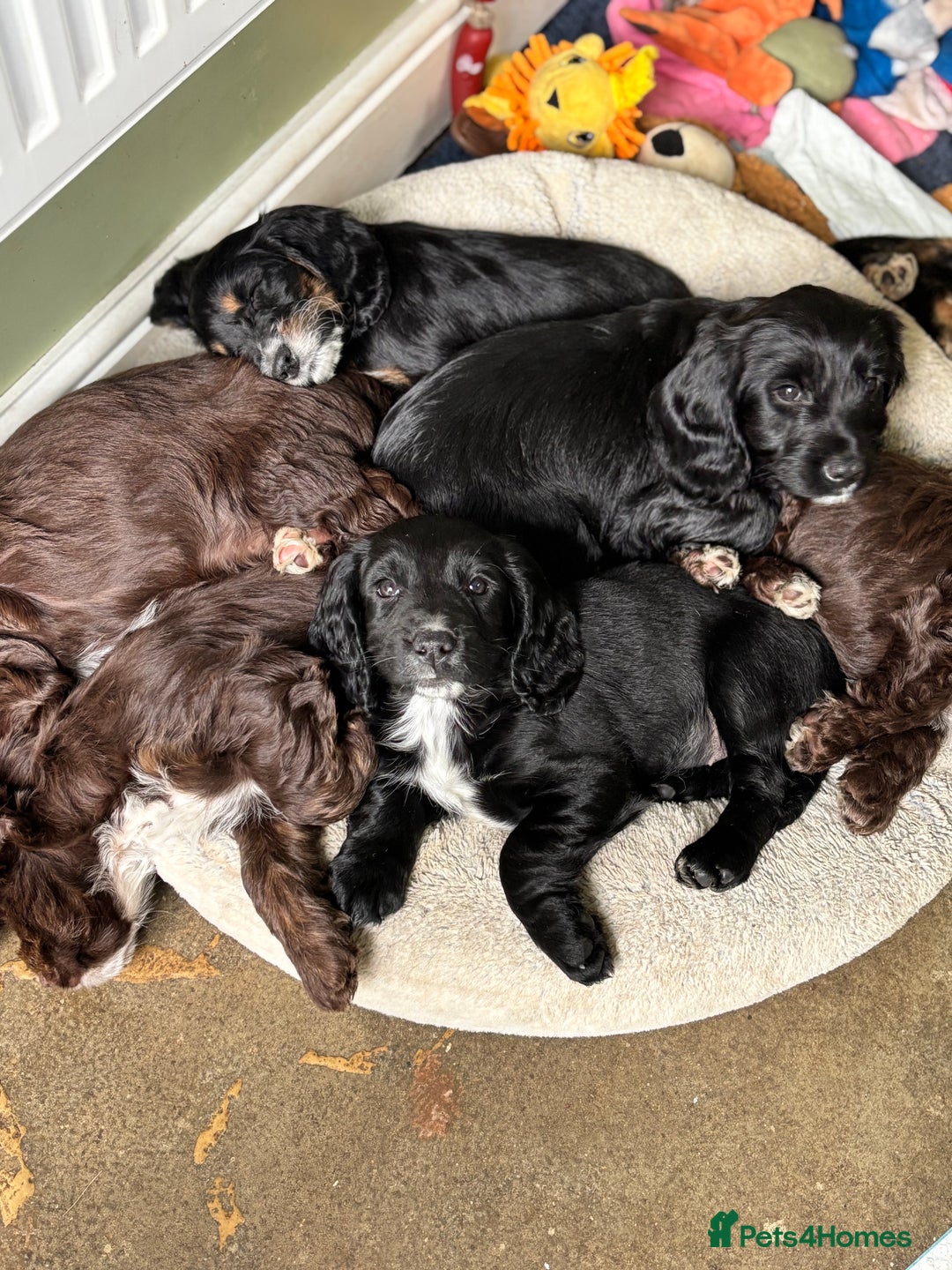 Cockapoo dogs for sale: My beautiful Cockapoo babies Ready Now  - Image 1
