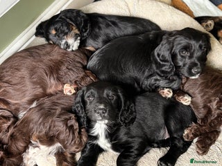 Cockapoo dogs - Advert 18