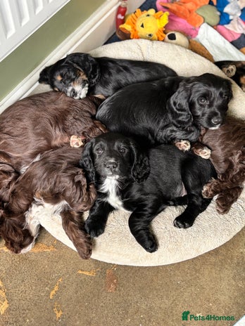 Cockapoo dogs - Advert 2