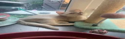 British Shorthair cats for sale: BSH 11 weeks old Rare Shaded colours  - Advert 5