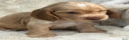 Cocker Spaniel dogs for sale: Extensively health tested show cocker spaniel pups - Advert 22