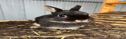 Netherland Dwarf rabbits for sale: Bertie needs a friend  - Advert 3