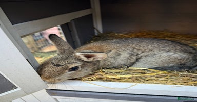 Netherland Dwarf rabbits - Advert 7