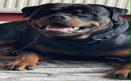 Rottweiler dogs for sale: Rottweiler  puppies ready today  - Image 4