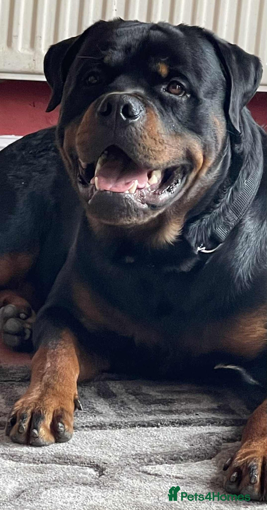 Rottweiler dogs for sale: Rottweiler  puppies ready today  - Image 4