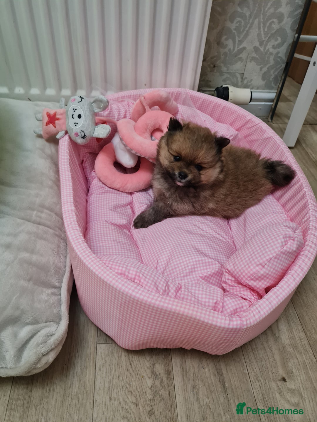 Pomeranian dogs for sale: Pomeranian Puppies  - Advert 2