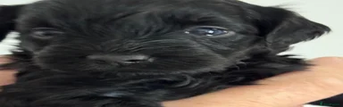 Maltipoo 5