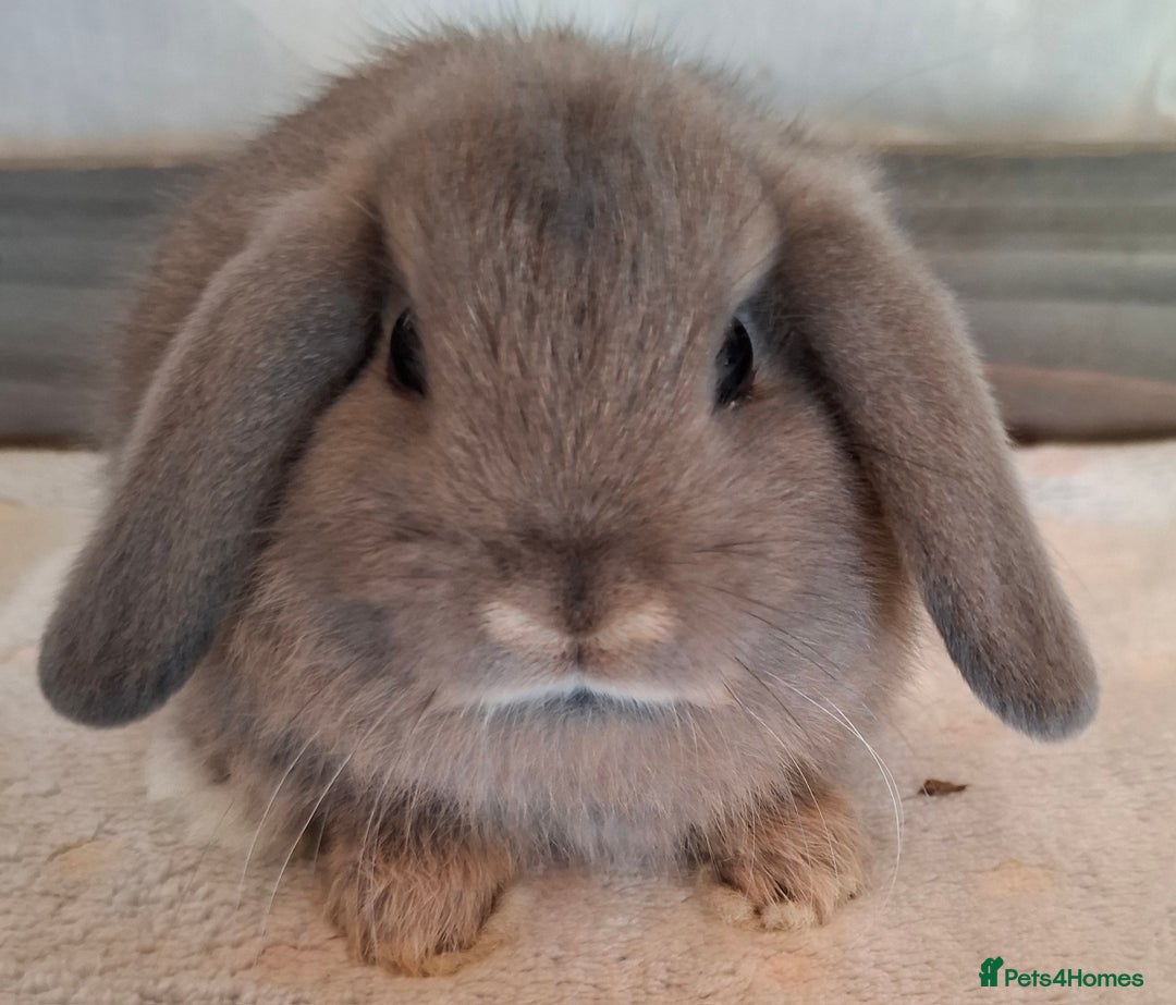 Mini Lop rabbits for sale: Mini lops - Image 12