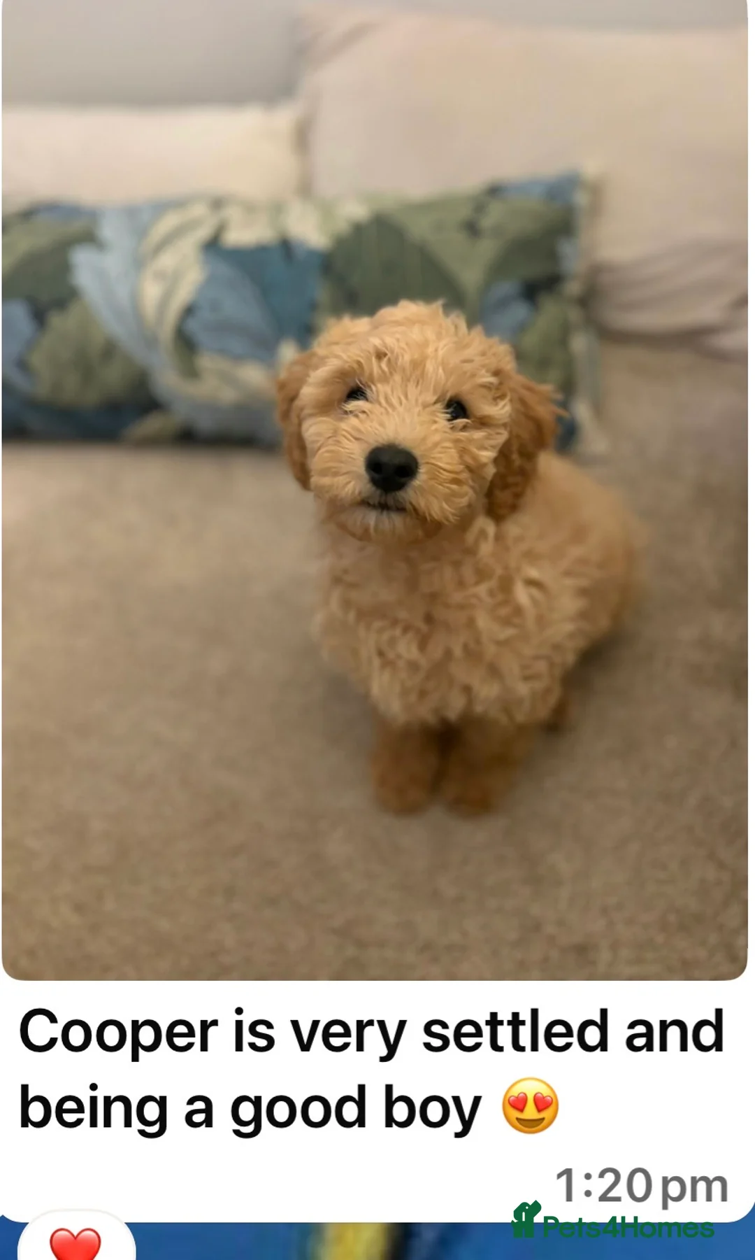 Cavapoochon dogs for sale: Cavapoo curly wurly puppies. 5* Council Reg’d - Advert 2