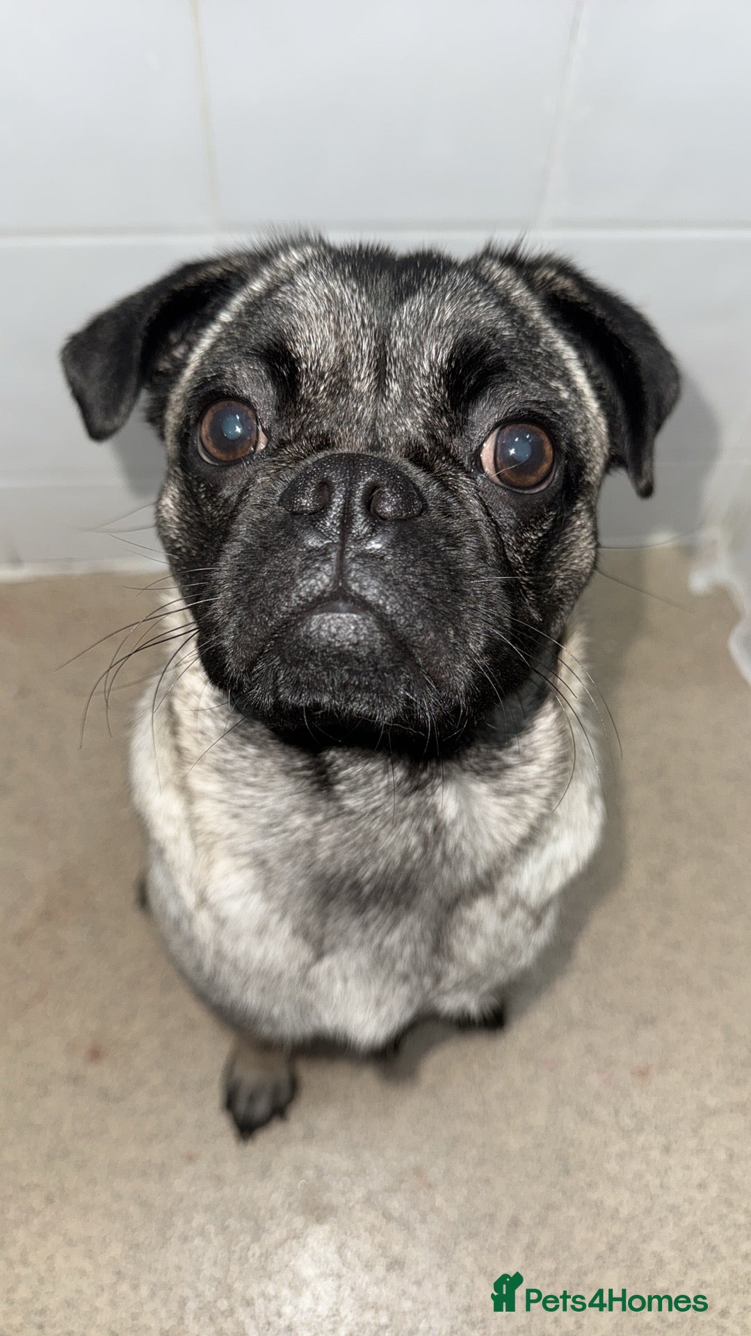 Pug dogs for sale: 1 year old female pug called Lola  - Advert 3