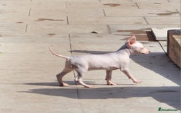 Mexican Hairless dogs for sale:  1 mini boy red  2000 mini black girl 2000. - Image 22