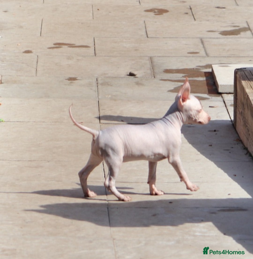 Mexican Hairless dogs for sale:  1 mini boy red  2000 mini black girl 2000. - Image 22