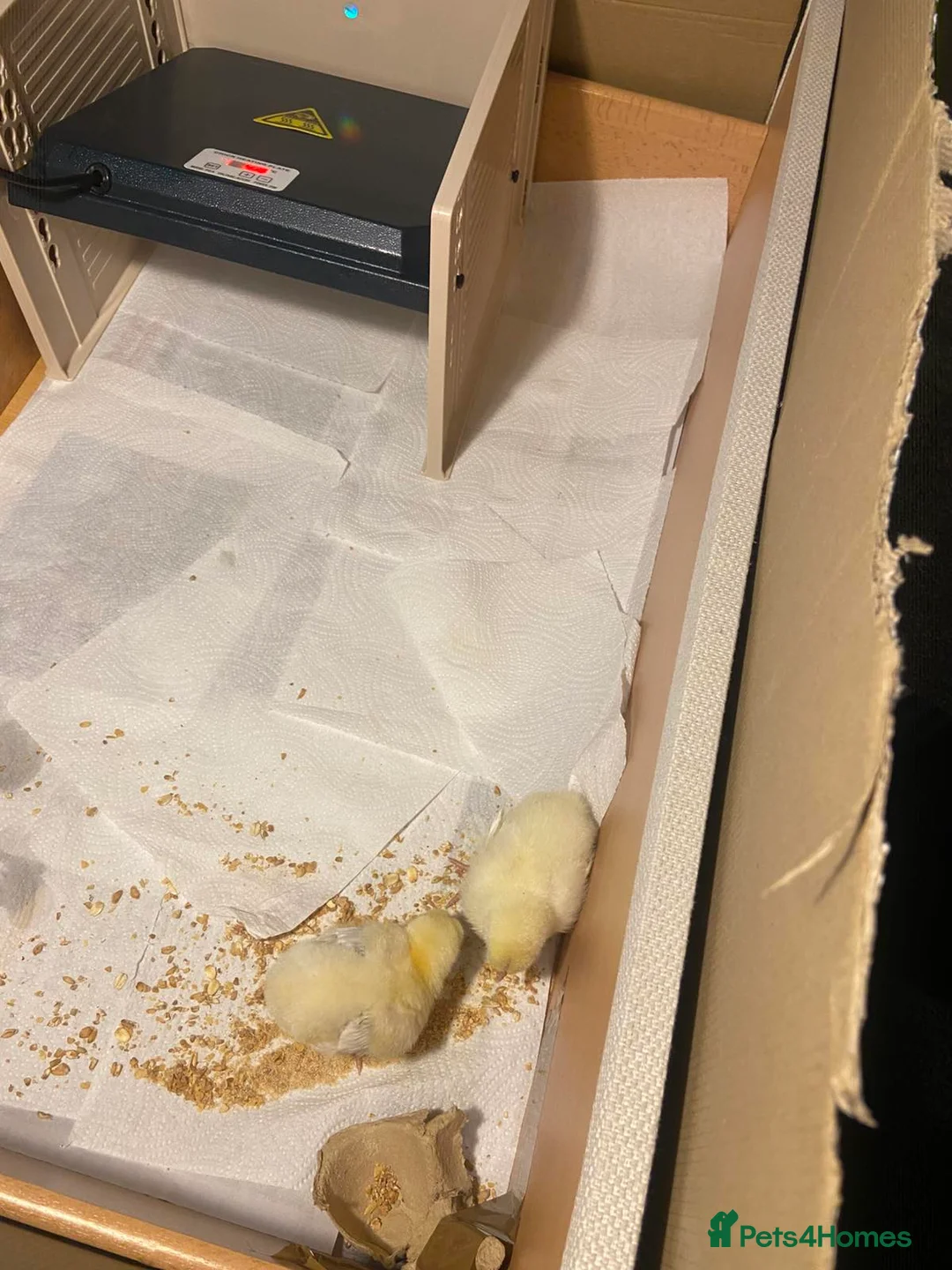 Chickens poultry for sale: 8 day old chicks with equipment  in Feltham - Advert 2