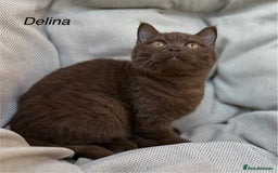 British Shorthair cats for sale: Ready British Shorthair Chunky Kittens - Image 19