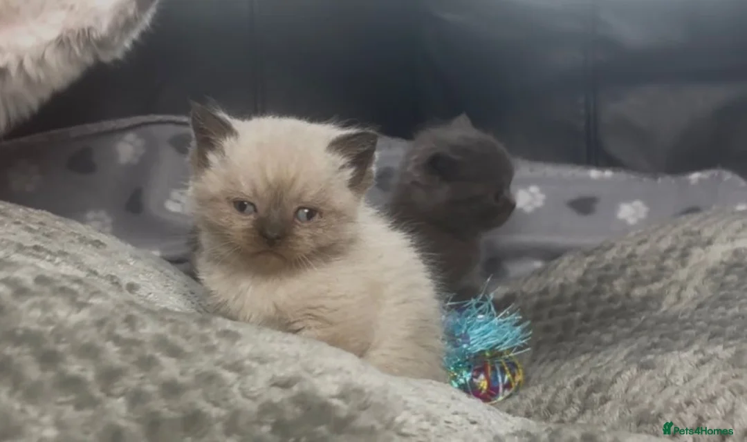 British Shorthair cats for sale: Beautiful rainbow 🌈 litter of bsh kittens  - Advert 4