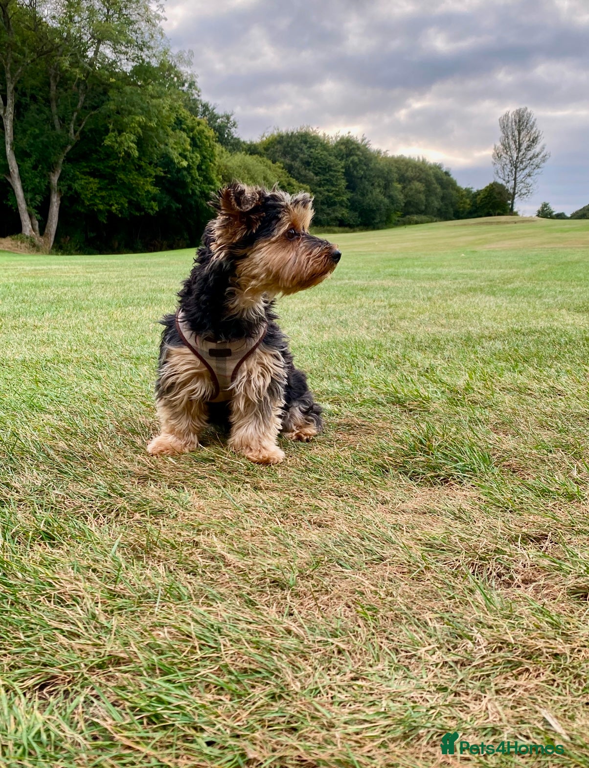 Yorkshire Terrier dogs Female 6 year old Yorkshire Terrier - Advert 8