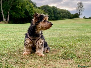 Yorkshire Terrier dogs Female 6 year old Yorkshire Terrier - Advert 8