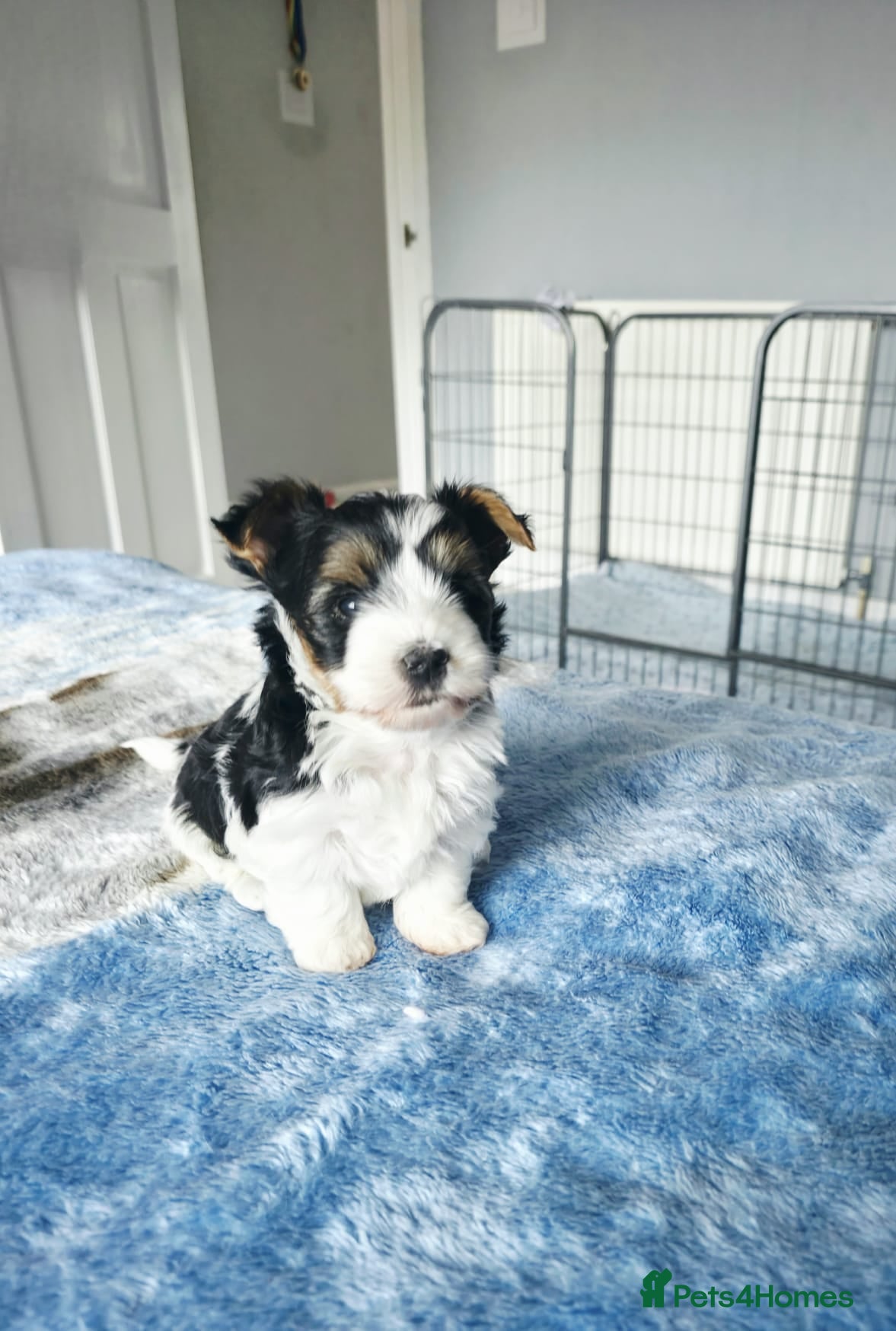 Biewer Terrier dogs  Biewer Terrier Puppies – one Gorgeous Boy - Advert 1