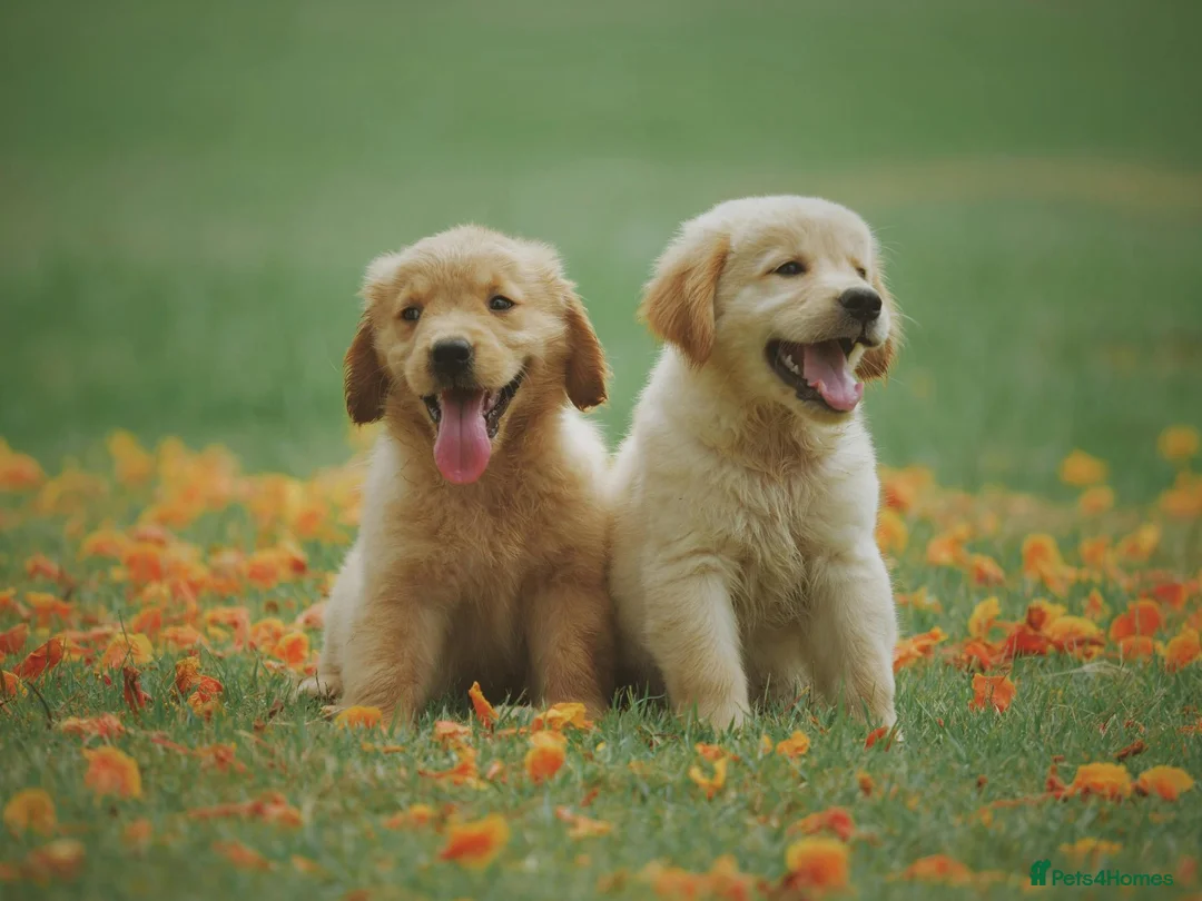 Beagle dogs for sale: HEllo AD TEST in Sale - Advert 2