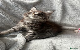 Maine Coon cats for sale: maine coon kitten  - Image 3