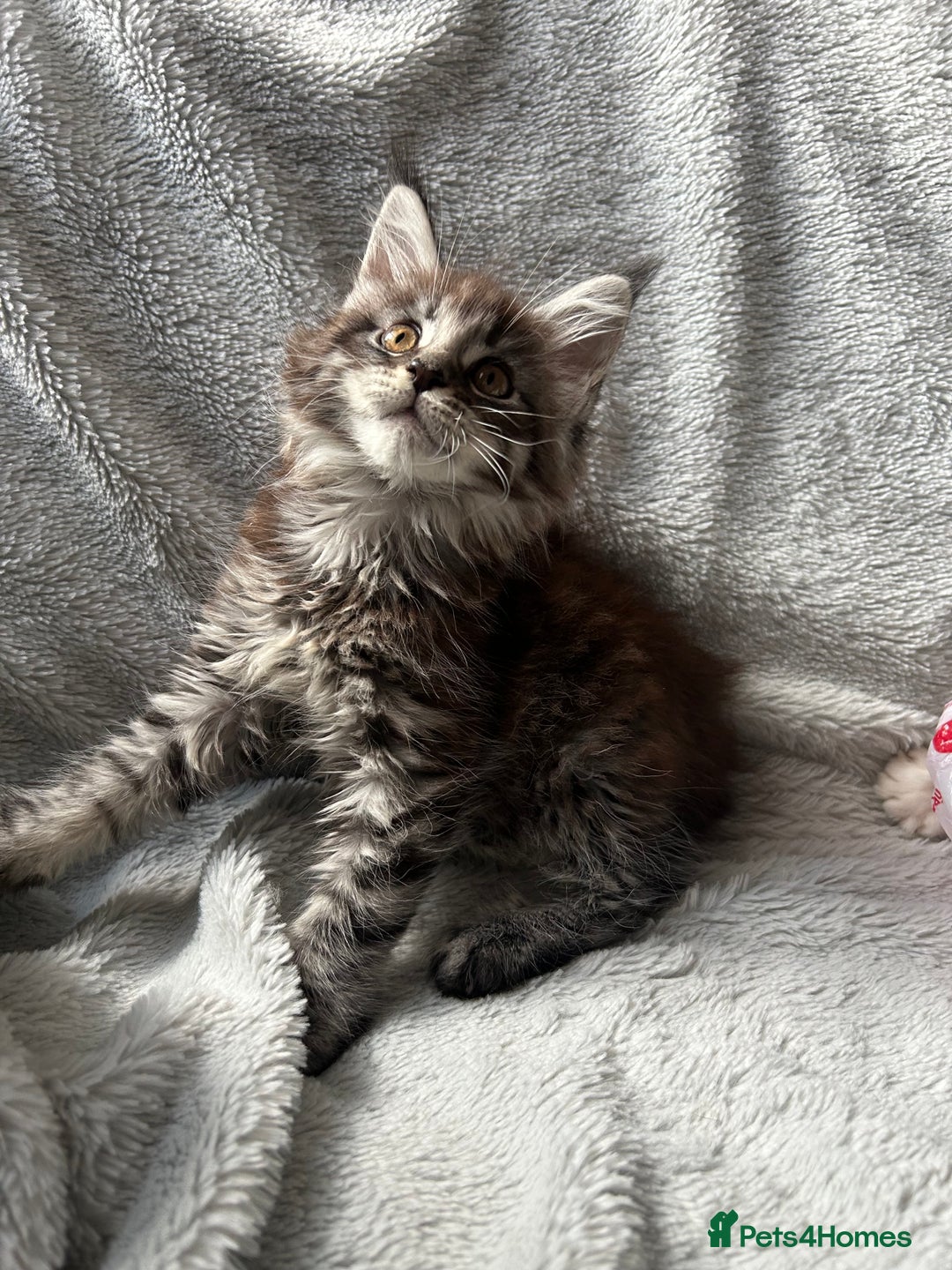 Maine Coon cats for sale: maine coon kitten  - Image 3