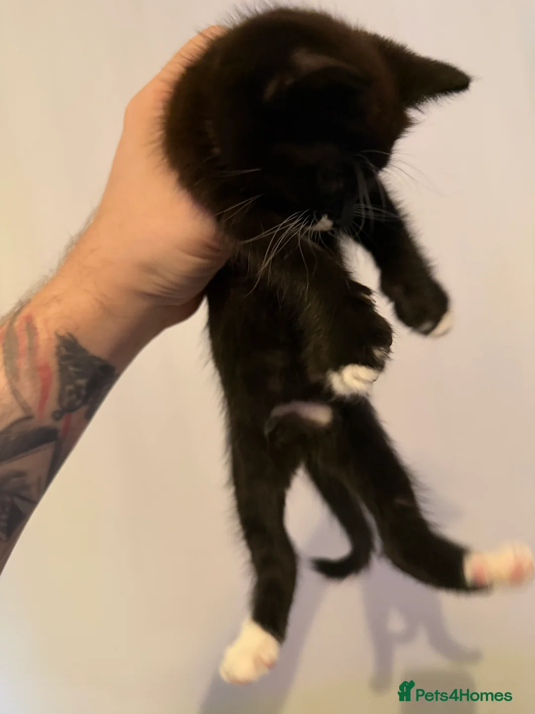 Mixed Breed cats for sale: 2 lovely Kittens available soon - Advert 2