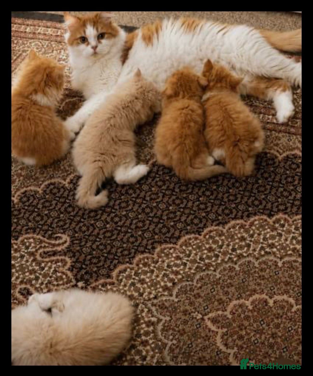 Persian cats Beautiful Chinchilla Persian Kittens - Advert 3
