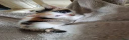 Mixed Breed cats for sale: Beautuful Kittens waiting for their furever homes - Advert 8