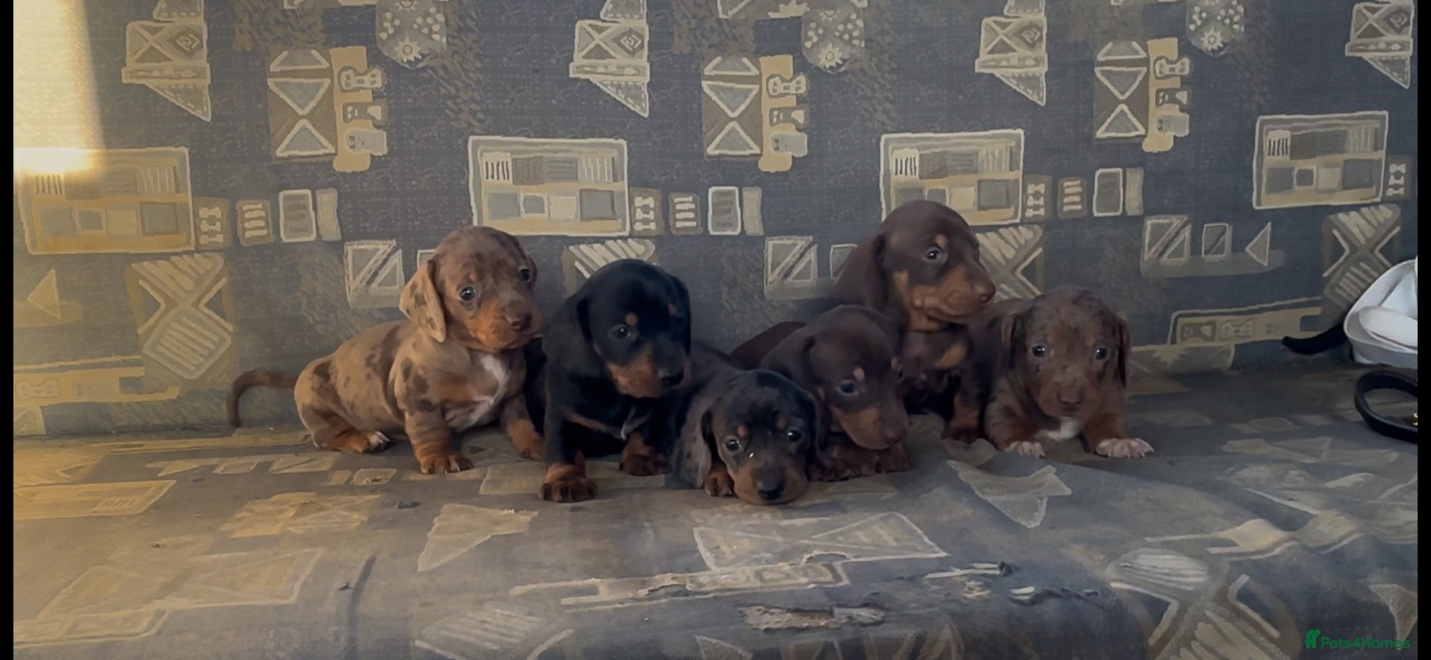 Dachshund dogs Beautiful dachshund puppies unusual colours  - Advert 1