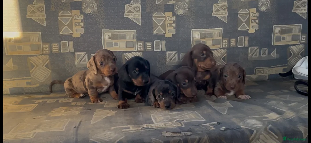 Dachshund dogs for sale: Beautiful dachshund puppies unusual colours  in Ammanford - Advert 1