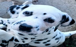 Dalmatian dogs for sale: Champion Lines Dalmatian Puppies - Image 5