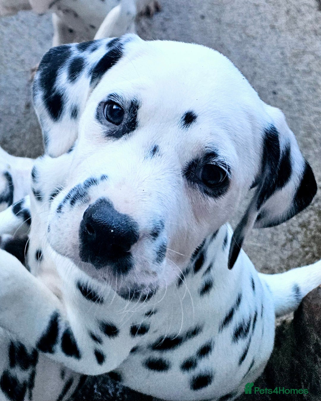 Dalmatian dogs for sale: Champion Lines Dalmatian Puppies - Image 5